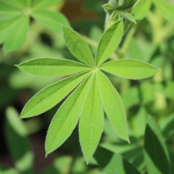 Duft-Lupine niedrig (Samen)