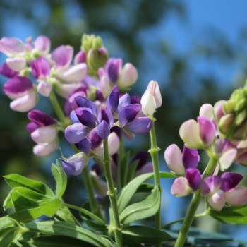 Duft-Lupine niedrig (Samen)