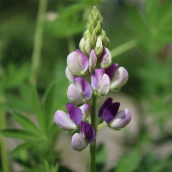 Duft-Lupine niedrig (Samen)