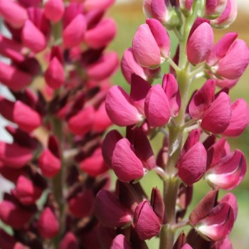 Lupine Edelknabe als blühendes Bodenwunder (Samen)