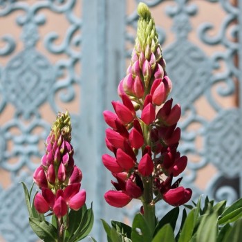 Lupine Edelknabe als blühendes Bodenwunder (Samen)