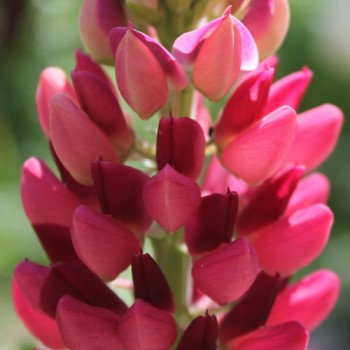 Lupine Edelknabe als blühendes Bodenwunder (Samen)