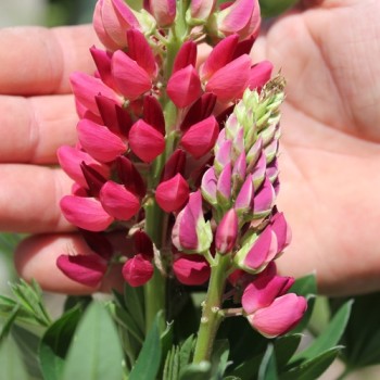 Lupine Edelknabe als blühendes Bodenwunder (Samen)