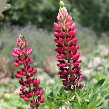 Lupine Edelknabe als blühendes Bodenwunder (Samen)