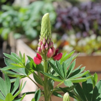 Lupine Edelknabe als blühendes Bodenwunder (Samen)