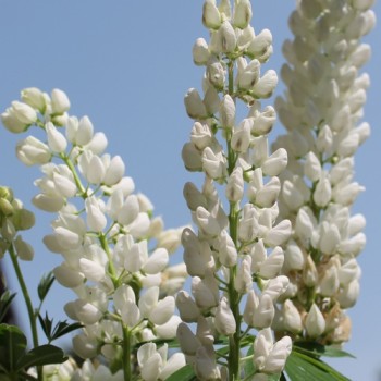Lupine Fräulein als blühendes Bodenwunder (Samen)