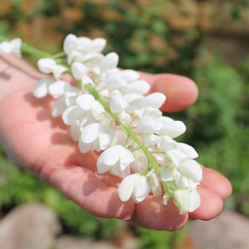 Lupine Fräulein als blühendes Bodenwunder (Samen)