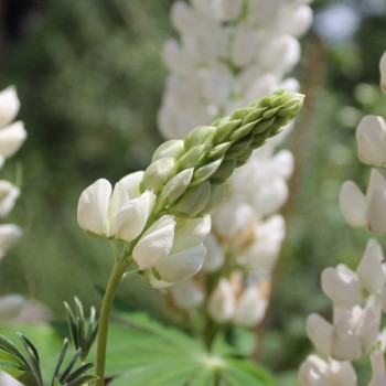 Lupine Fräulein als blühendes Bodenwunder (Samen)