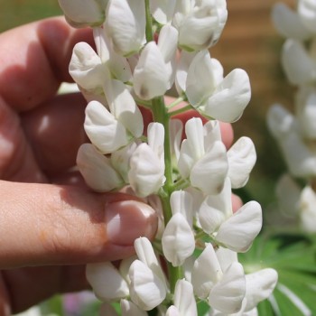 Lupine Fräulein als blühendes Bodenwunder (Samen)