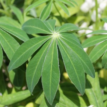 Lupine Fräulein als blühendes Bodenwunder (Samen)