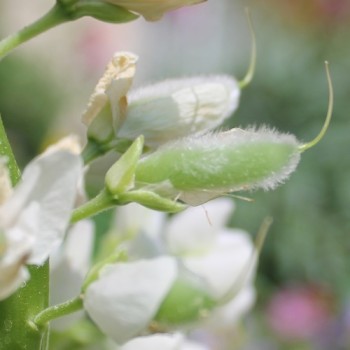 Lupine Fräulein als blühendes Bodenwunder (Samen)