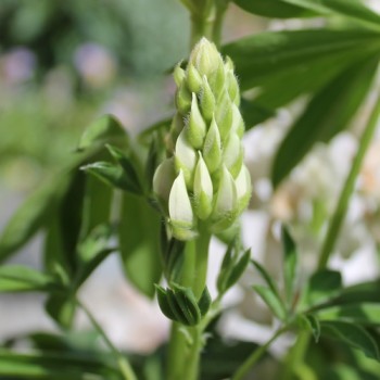 Lupine Fräulein als blühendes Bodenwunder (Samen)