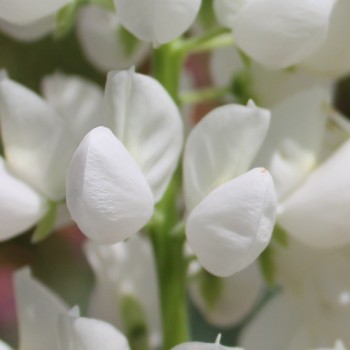 Lupine Fräulein als blühendes Bodenwunder (Samen)