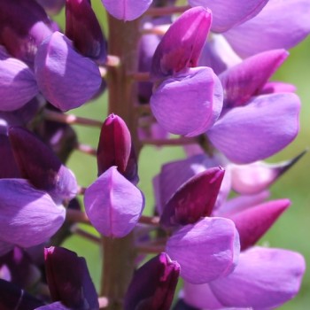 Lupine Kastellan als blühendes Bodenwunder (Samen)