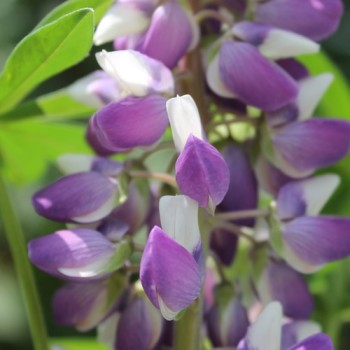 Lupine Kastellan als blühendes Bodenwunder (Samen)