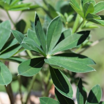 Lupine Kastellan als blühendes Bodenwunder (Samen)