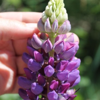 Lupine Kastellan als blühendes Bodenwunder (Samen)