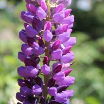 Lupine Kastellan als blühendes Bodenwunder (Samen)