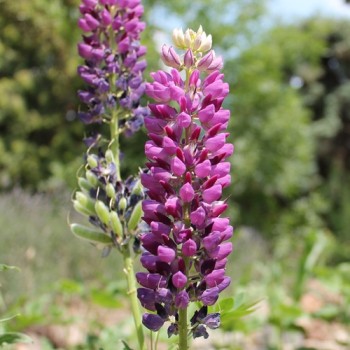 Lupine Kastellan als blühendes Bodenwunder (Samen)