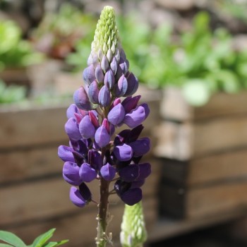 Lupine Kastellan als blühendes Bodenwunder (Samen)