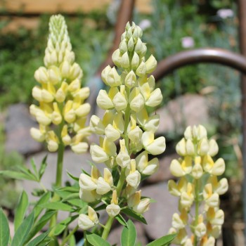 Lupine Kronleuchter als blühendes Bodenwunder (Samen)
