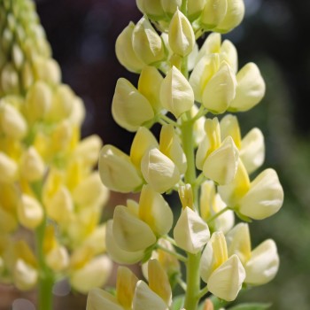 Lupine Kronleuchter als blühendes Bodenwunder (Samen)