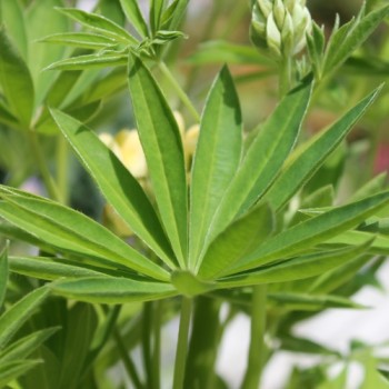 Lupine Kronleuchter als blühendes Bodenwunder (Samen)