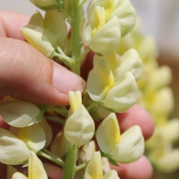 Lupine Kronleuchter als blühendes Bodenwunder (Samen)