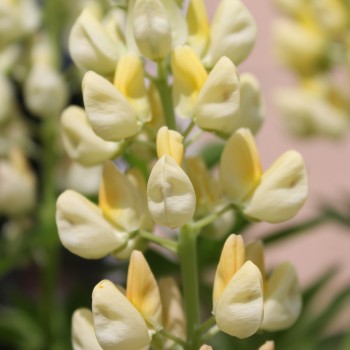 Lupine Kronleuchter als blühendes Bodenwunder (Samen)