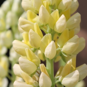 Lupine Kronleuchter als blühendes Bodenwunder (Samen)