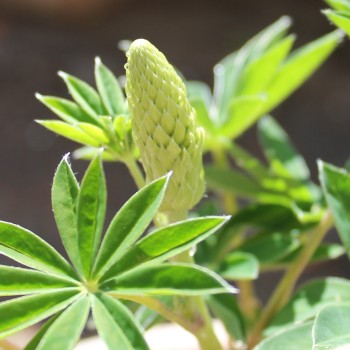 Lupine Kronleuchter als blühendes Bodenwunder (Samen)