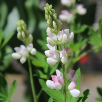 Duft-Lupine Pink Fairy (Samen)