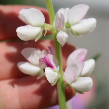 Duft-Lupine Pink Fairy (Samen)