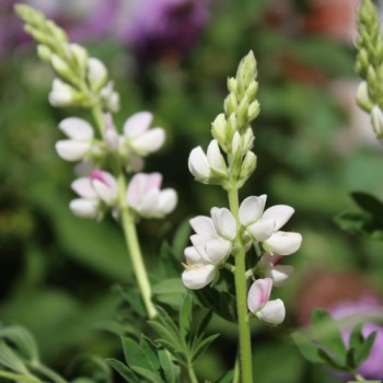Duft-Lupine Pink Fairy (Samen)