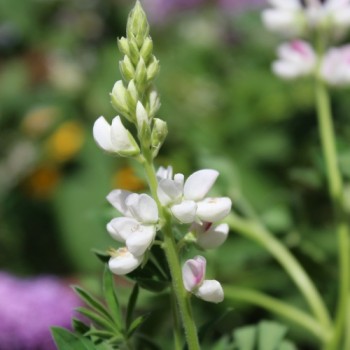 Duft-Lupine niedrig (Samen)