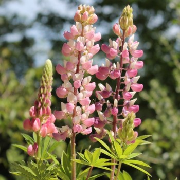Lupine Schlossfrau als blühendes Bodenwunder (Samen)