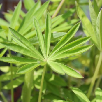 Lupine Schlossfrau als blühendes Bodenwunder (Samen)
