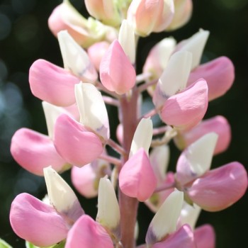Lupine Schlossfrau als blühendes Bodenwunder (Samen)