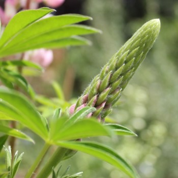 Lupine Schlossfrau als blühendes Bodenwunder (Samen)