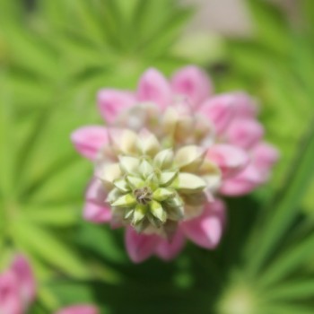 Lupine Schlossfrau als blühendes Bodenwunder (Samen)