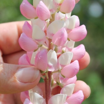 Lupine Schlossfrau als blühendes Bodenwunder (Samen)