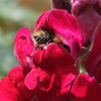 Löwenmäulchen Black Prince (Samen)