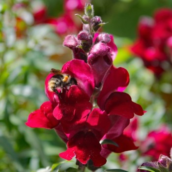 Löwenmäulchen Black Prince (Samen)