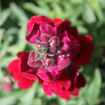 Löwenmäulchen Black Prince (Samen)