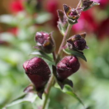 Löwenmäulchen Black Prince (Samen)