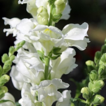 Löwenmäulchen Snowflake (Samen)