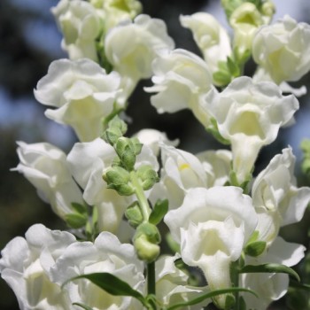 Löwenmäulchen Snowflake (Samen)