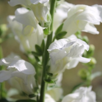 Löwenmäulchen Snowflake (Samen)