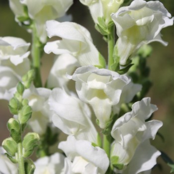 Löwenmäulchen Snowflake (Samen)