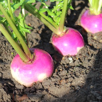 Mairübchen Globe à Collet Violet (Samen)